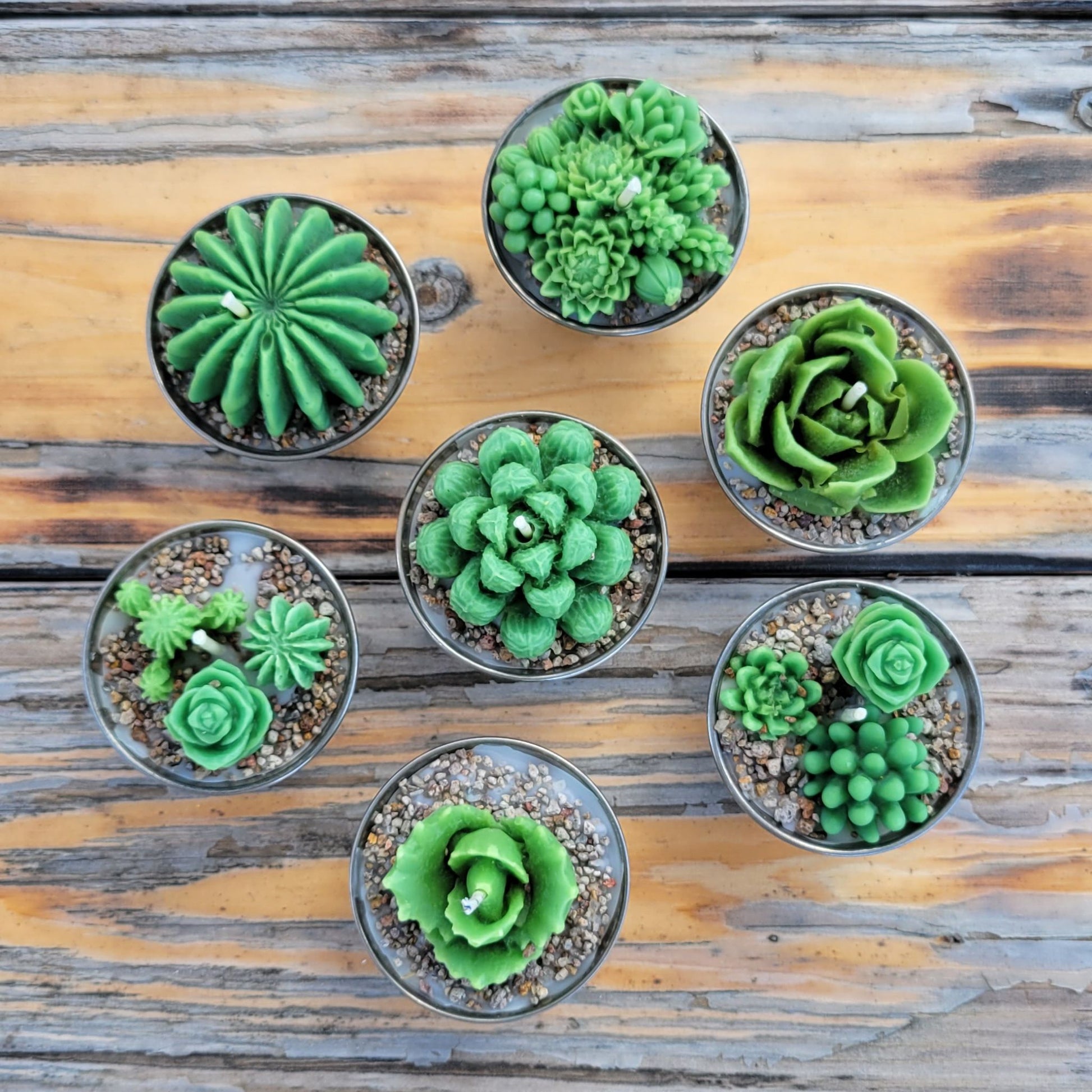 Seven handmade succulent candles in a stainless steel cup.
